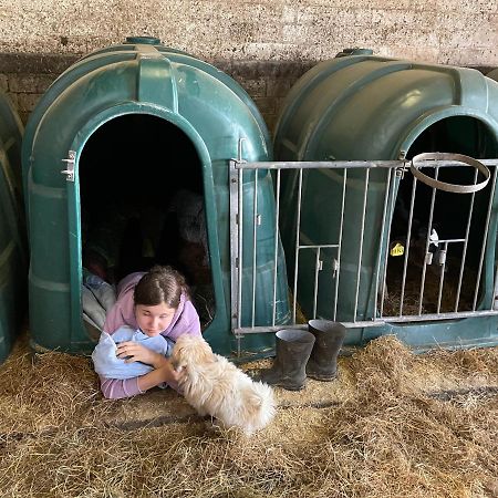 Schlafen Neben Den Kleinen Kaelbchen Im Kaelberiglu Bingum Exteriér fotografie